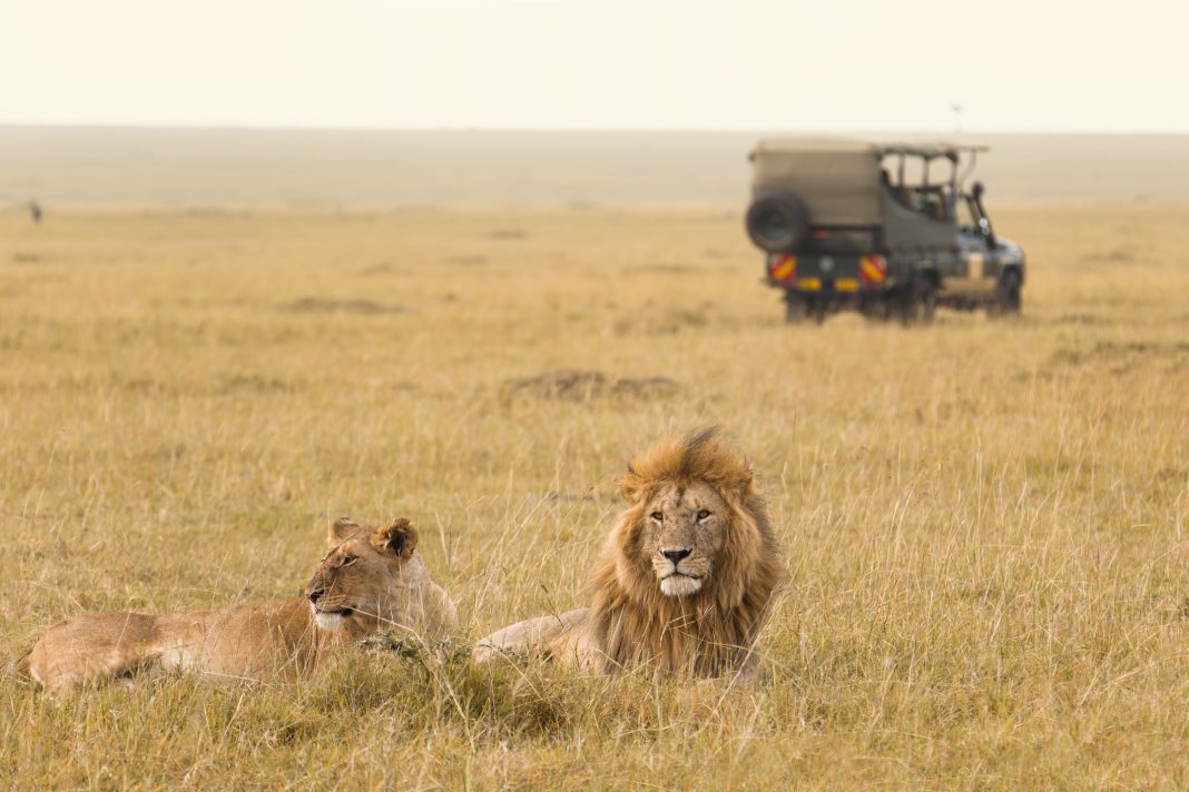 billig safari i sør-afrika