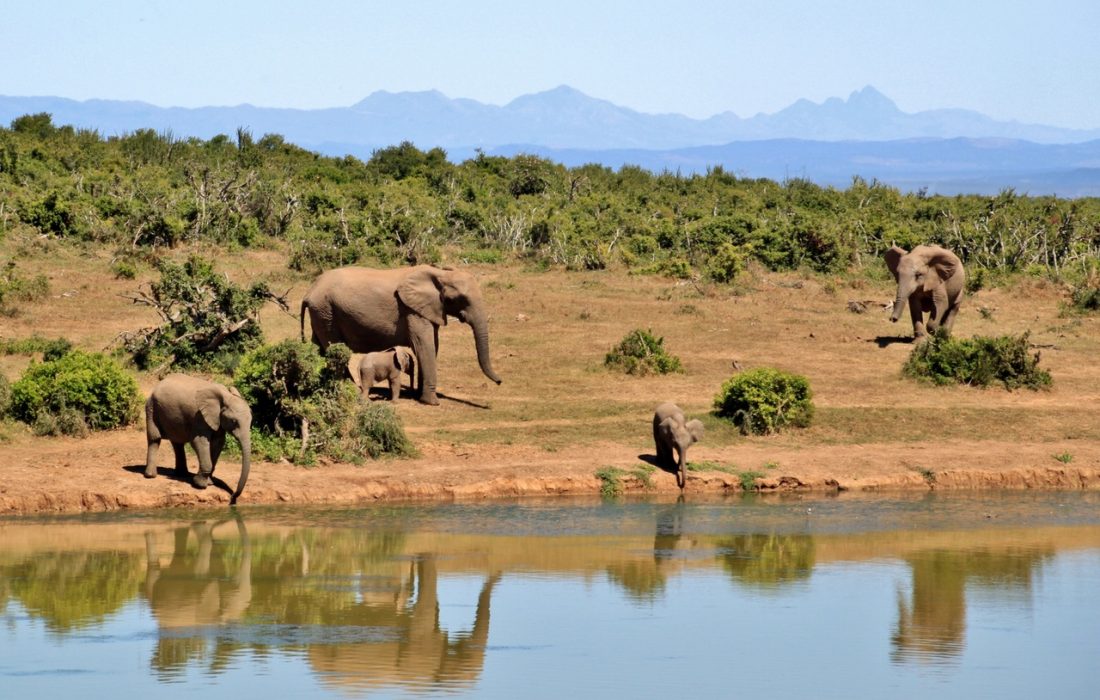 safari i sør-afrika