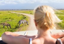 Slik reiser du på safari på budsjett safari afrika